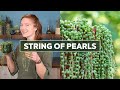 String of Pearls Succulent - The Ultimate Guide