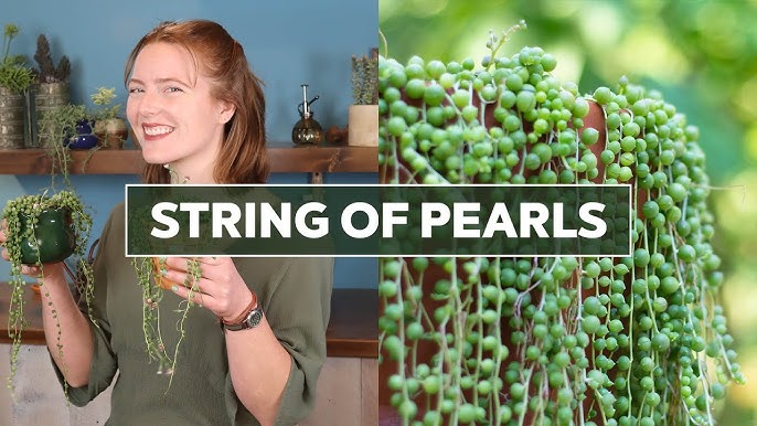 String of Pearl Plant Care Tips - Delineate Your Dwelling