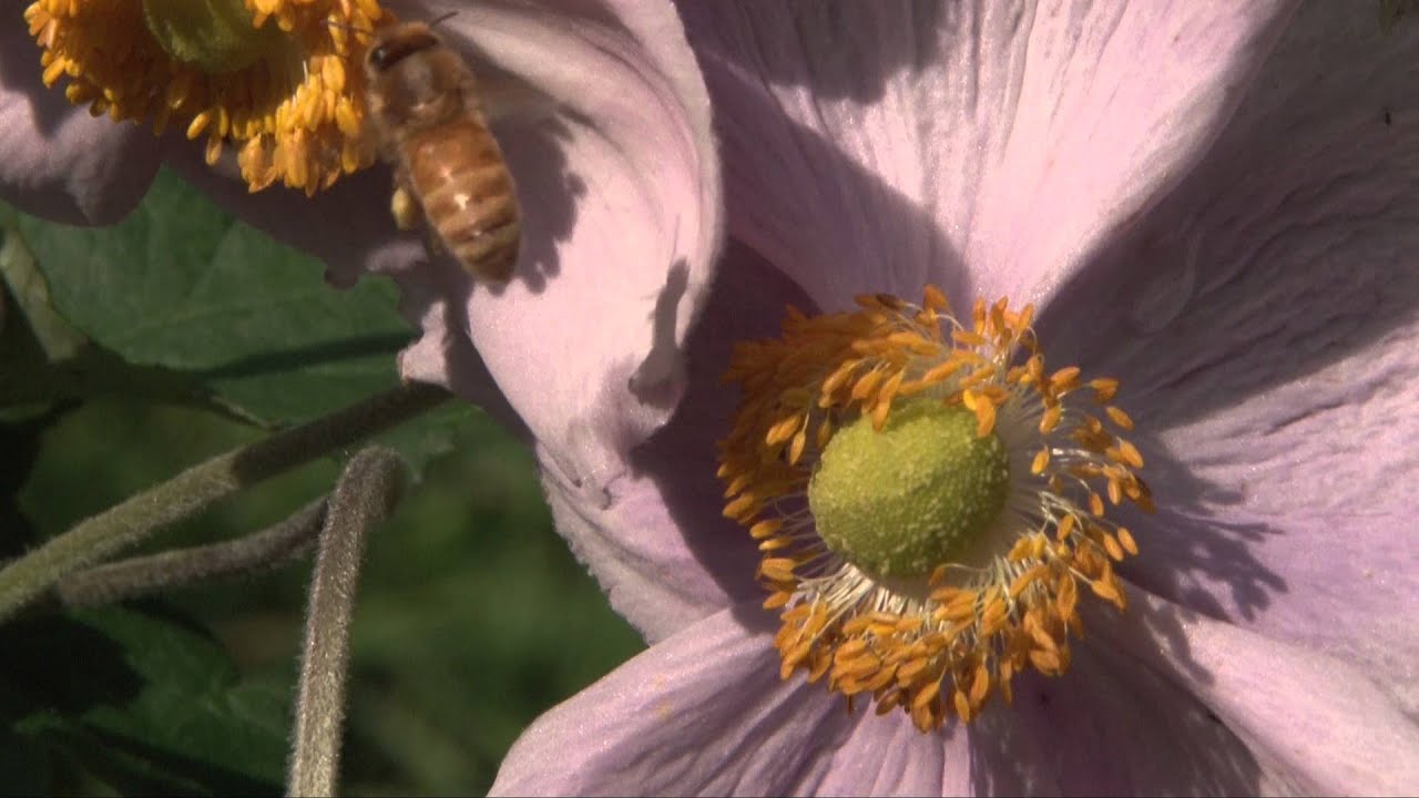 "Bedding on the Future" - From the album Back to the Garden by Dean Evenson & Tom Barabas auf YouTube ansehen "Bedding on the Future" - From the album Back to the Garden by Dean Evenson & Tom Barabas auf YouTube ansehen