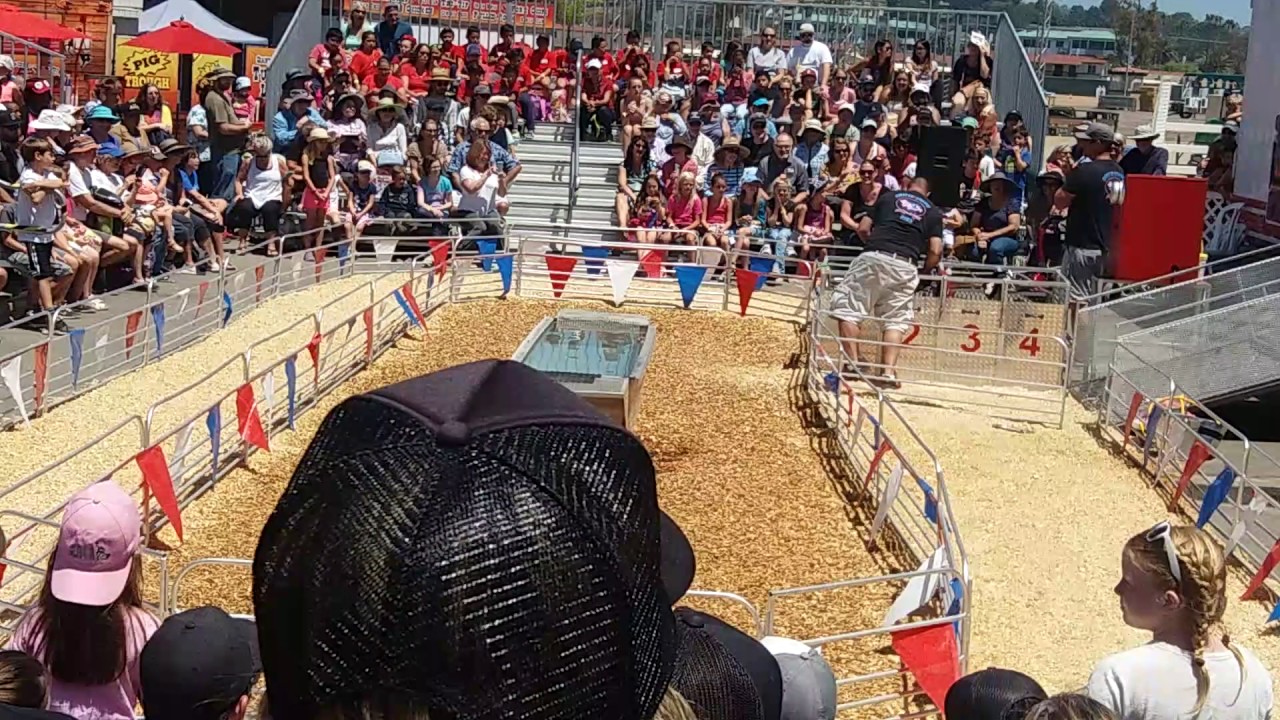 camera iphone 8 plus apk Pig race