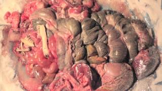 Celebrity Son of Light feat. Consequence & Noora Noor "Love & Hate" OFFICIAL VIDEO Net Worth