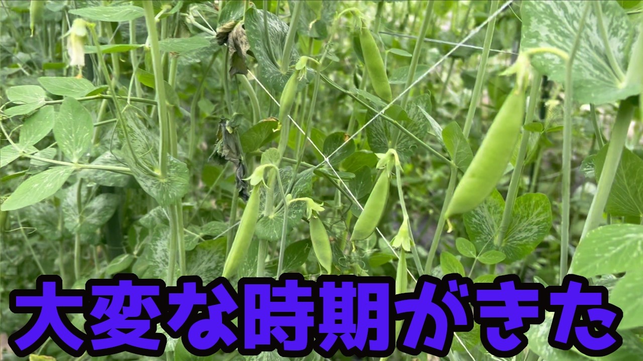 【スナップエンドウ】収穫が始まると大変な理由【家庭菜園】