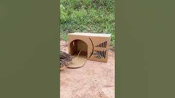 Create Easy Bird Trap # Simple Quail Trap #shorts