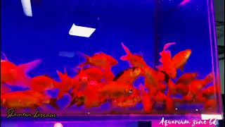 aquarium fish comet bluebackground aquariumfishhetchary aquariumzonebd