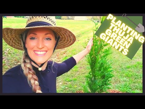 Video: Bagaimana cara menanam thuja? Tips dan Trik