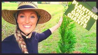 How To Plant Thuja Green Giant Arborvitae | Privacy Hedge