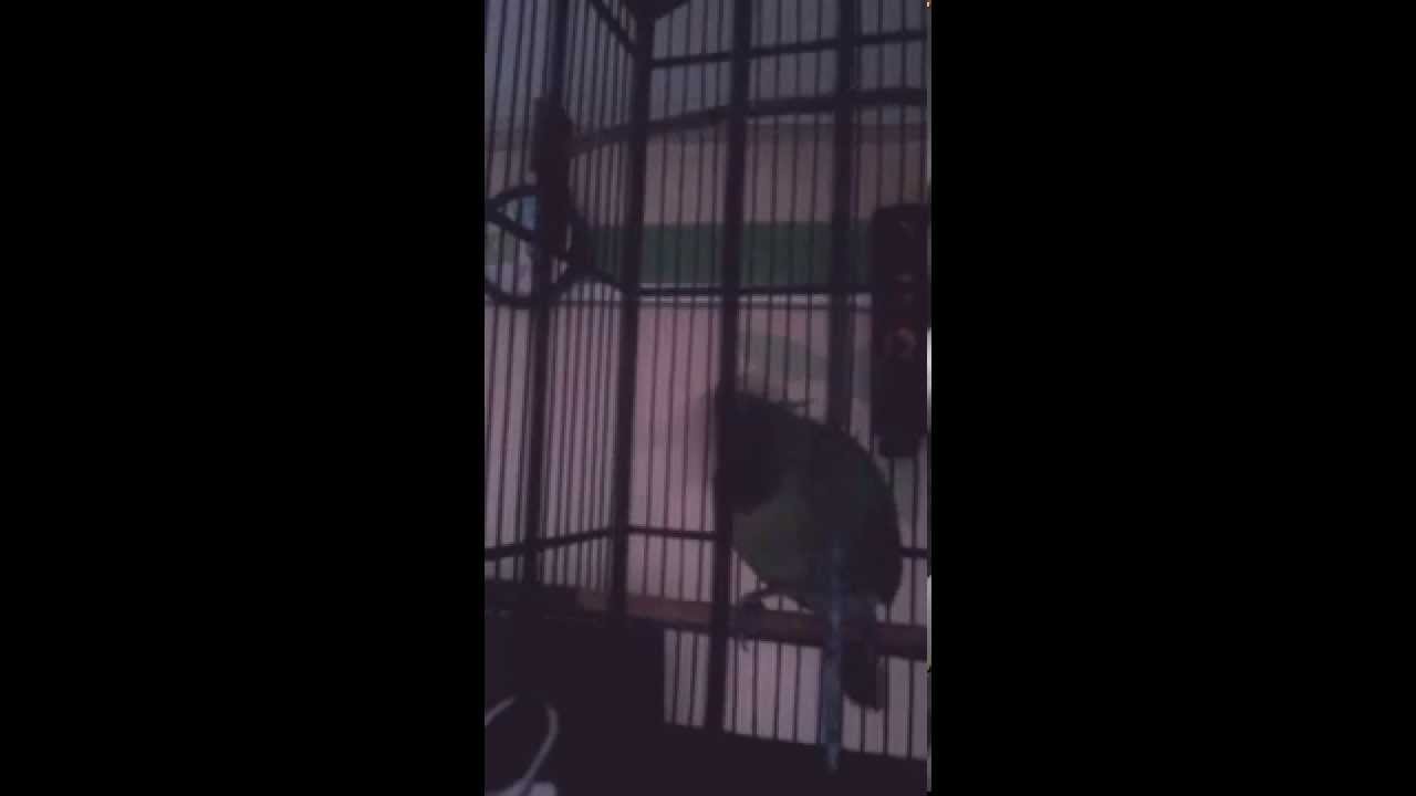 Cucak ijo 