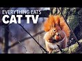 Fryhorn everything eats episode 1  animals eating