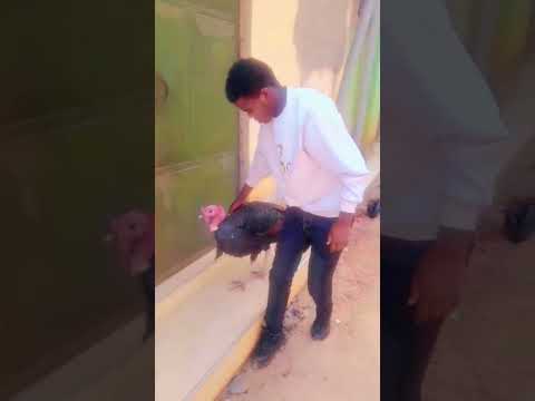 Disoo Korma Lukuu Gudaa Ol Fudhuu Dadhabe BTS CoComelon Aajtak LikeNastyaofficial