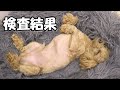 愛犬が吐血嘔吐をした原因がわかりました【検査結果】