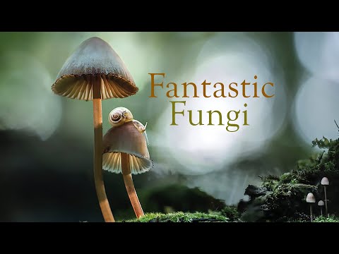 Video: I funghi fantastici su Netflix?