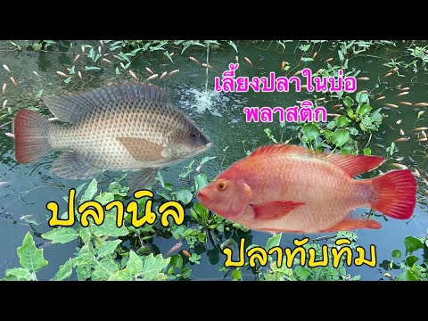 เลี้ยงปลานิล กับปลาทับทิม ในบ่อพลาสติก  EP.2 (อัพเดต) 04-07-2564