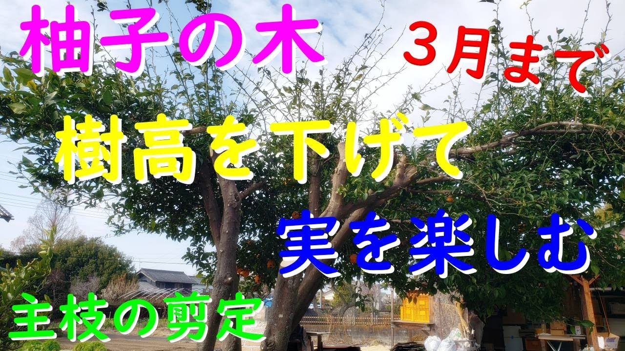柚子の木3月までに行う春の剪定（樹高を下げて管理しやすくします） - YouTube