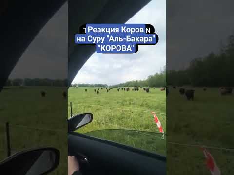 Реакция коров на Коран Суру Аль-Бакара. Корова