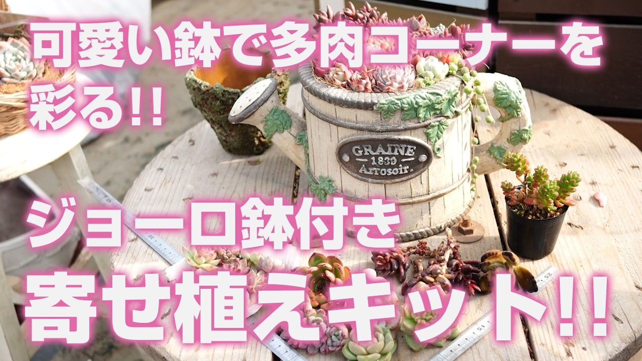 カラフル植物デザイン変形ボウル Succulents] Decorate your succulent corner with cute pots