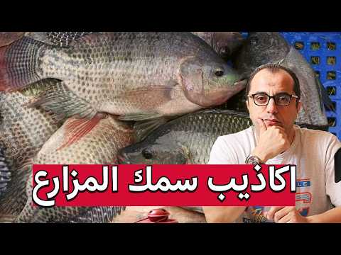 سمك المزارع البلطي المزارع هل سمك المزارع سمك غير حقيقي