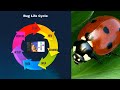 Video 5. Bug Life Cycle