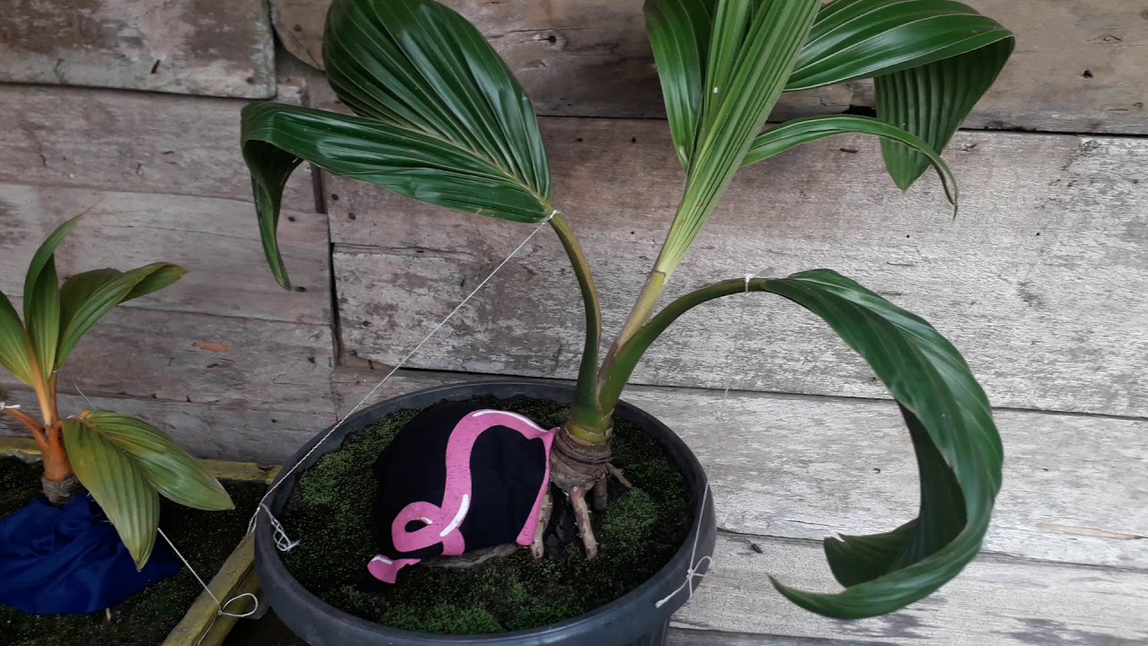 Kelapa Gading mini VS kelapa Puyuh hijau... - YouTube