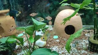 Akvaryumda Yeni̇ Deği̇şi̇kli̇kler Ve Yeni̇ Balik Türleri̇, Hangi̇ Bali K Hangi̇ Su Katmaninda Yaşar