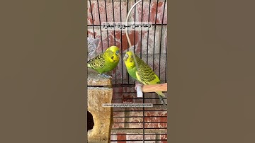 #دعاء #سورة_البقرة #عبدالباسط_عبدالصمد #المصحف #اكسبلور #طيور #البادجي #quran #birds #america #love