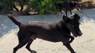 My Bodyguard Is Waiting for Me! Let's Go! - Takis Shelter