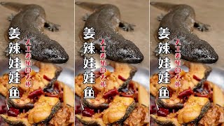 Ginger Spicy Giant Salamander|Big Mukbang and Eating|Mukbang|Cooking|Eating|Spicy Food|Chinese Food