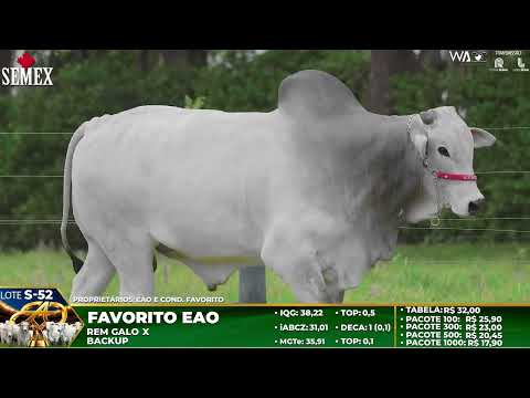 LOTE S52   FAVORITO EAO   EAO B 9073