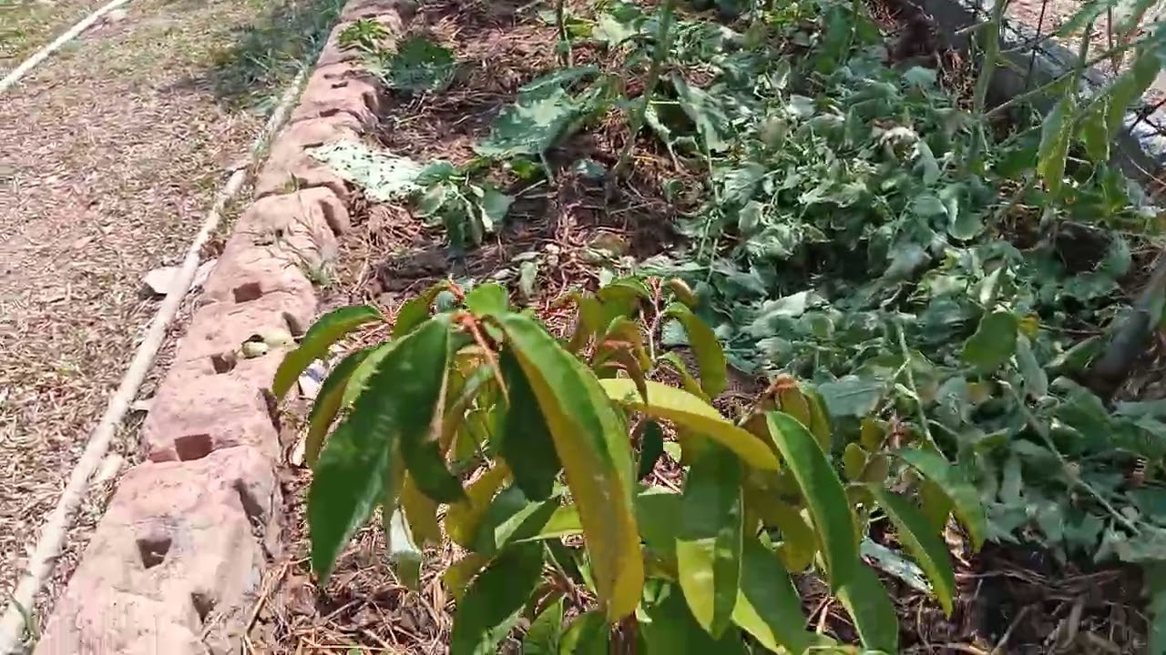 ตัดใบล่างๆของมะเขือเทศออก เอาเชือกฟางมัดกิ่ง # มะเขือเทศ #รั้วกินได้