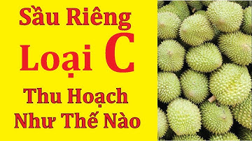 Sầu riêng loại C thu như thế nào