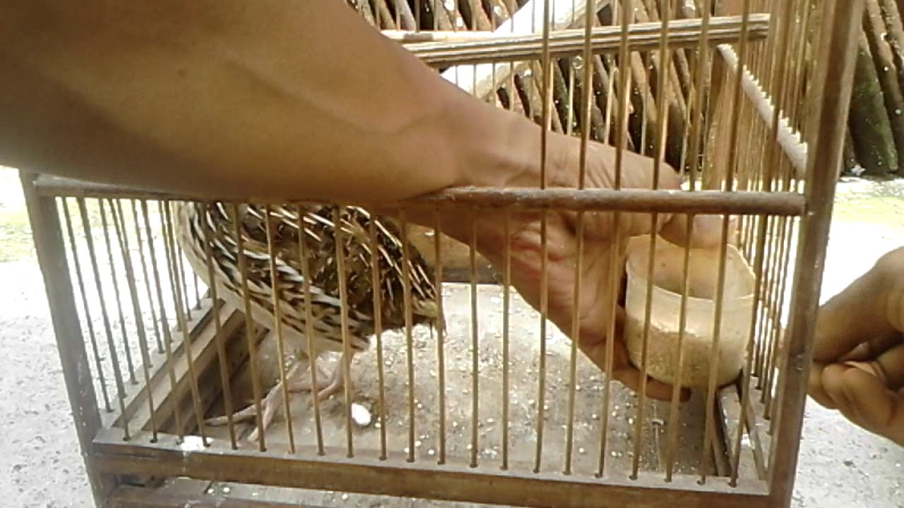Menyiapkan makanan puyuh agar gacor 