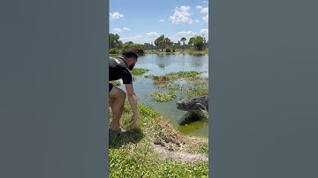 Crocodiles Attacking for fun! #crocodile