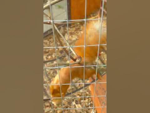 Красотка🐿️ - YouTube