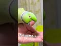 来い!行け!わさびっちょ!飛んで運動しておやつを食べよう🕊 #わさびっちょ #おしゃべりインコ #ポケモンごっこ #鷹匠ごっこ