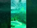 #fish