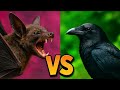 MURCIÉLAGO Vs CUERVO (🎃ESPECIAL de HALLOWEEN🎃) | Animales ⚔️ Enfrentados