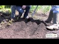 How To Grow Beetroot