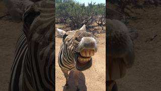 Jebra salah satu hewan yang tidak bisa di jinakkan #animals #viralvideo #shortvideo