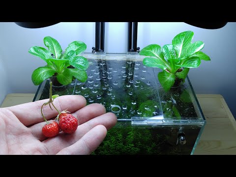 Ep.13 Lettuce Betta Tank (The Last of Strawberries) No filter, No CO2, NO ferts Nano Tank