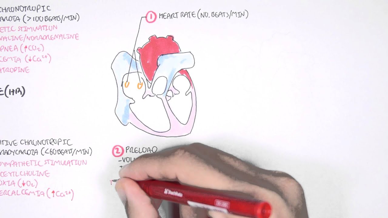 Cardiology - Cardiac Output