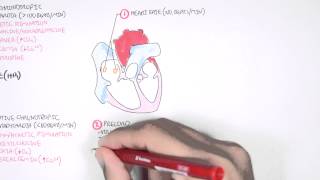 Cardiology - Cardiac Output