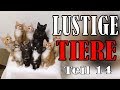 Süße und Lustige Tiervideos ( Teil 14) || ✪ Stern DuTube