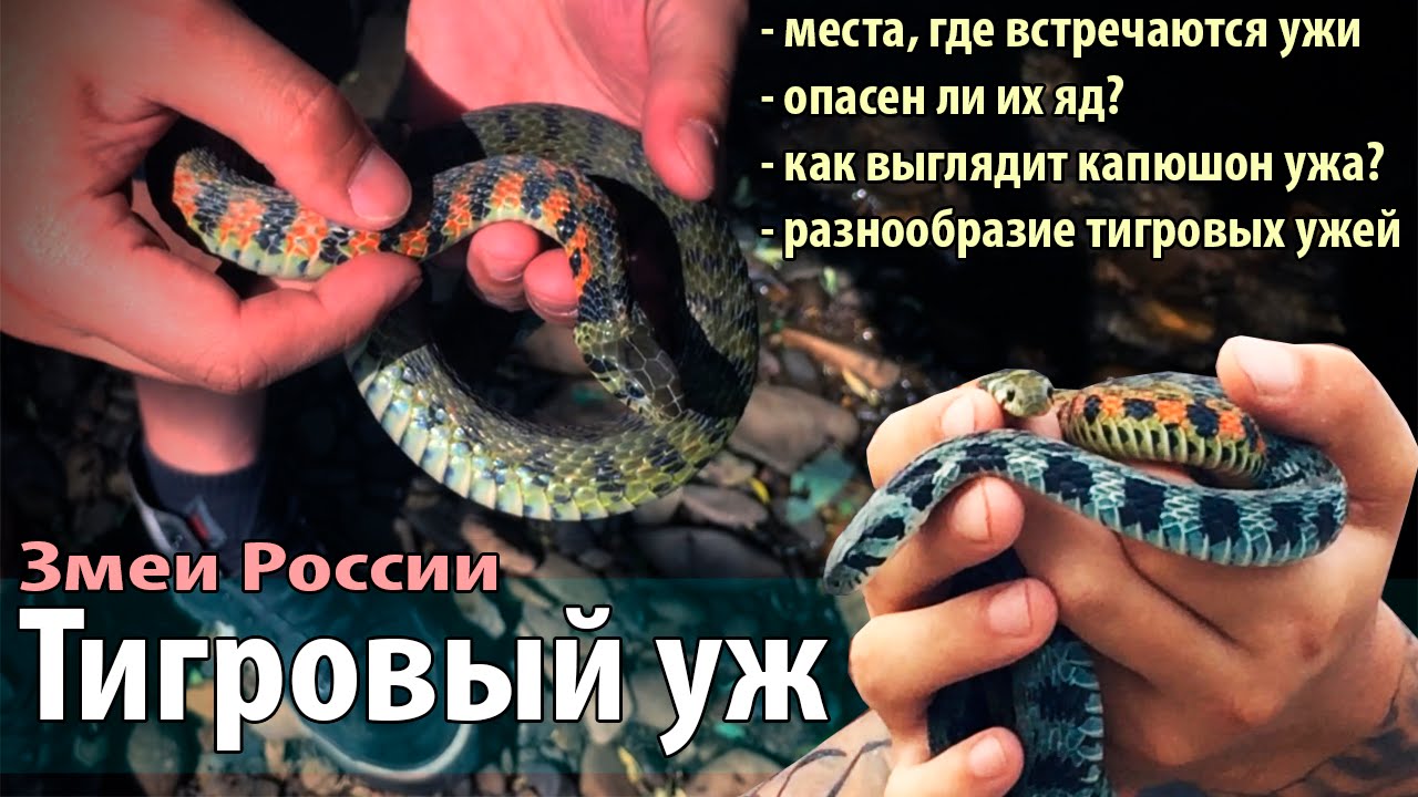 Тигровый уж (Rhabdophis tigrinus)