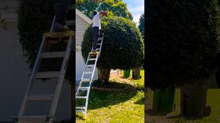 Trimming 15 foot holly shrubs #ophspringz #landscape #design