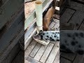 Mais detalhes do comedouro automático
