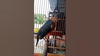 Anis merah trotol gacor di pagi hari