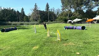 Aspen - USDAA Happy Dog - Starters Jumpers 5/11 by Katherine McGuire 7 views 19 hours ago 18 seconds