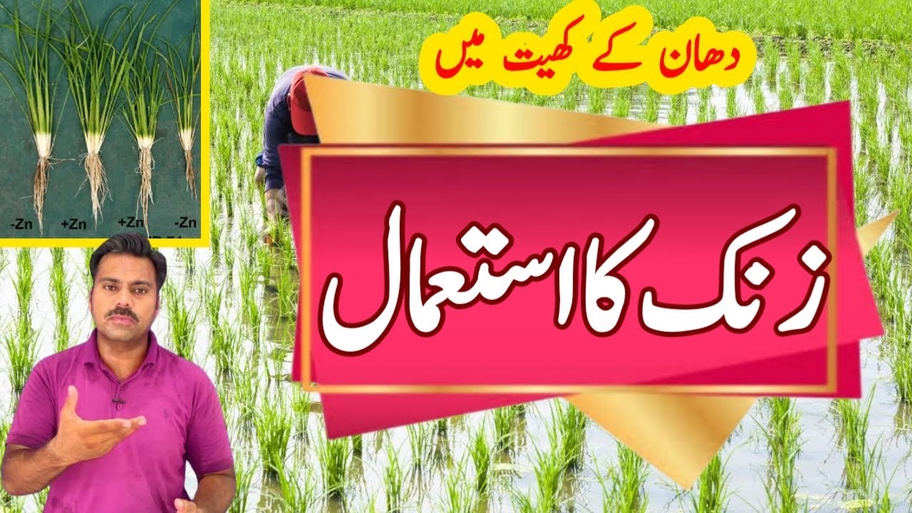 Abid Rice How and when to use zinc fertilizer in rice crop | Abid Ali Agrarian ...