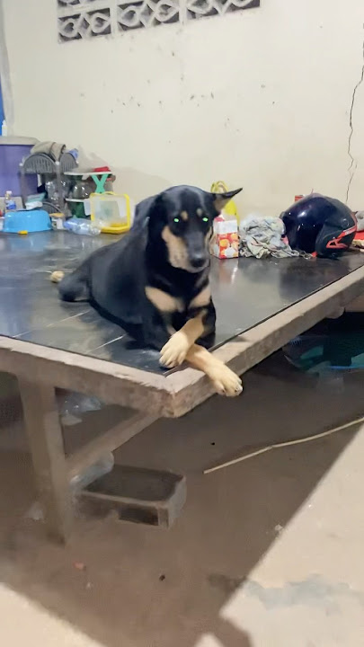 #oldies #coversong #singer #song #funny #retreiver #puppy #goldenretreiver #pets #goldenretreivers