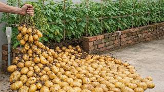 The Brick Bed Potato Growing Method That Produces Massive Harvests