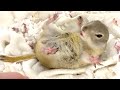 仮病を使って飼い主の外出を阻止しようとするリス